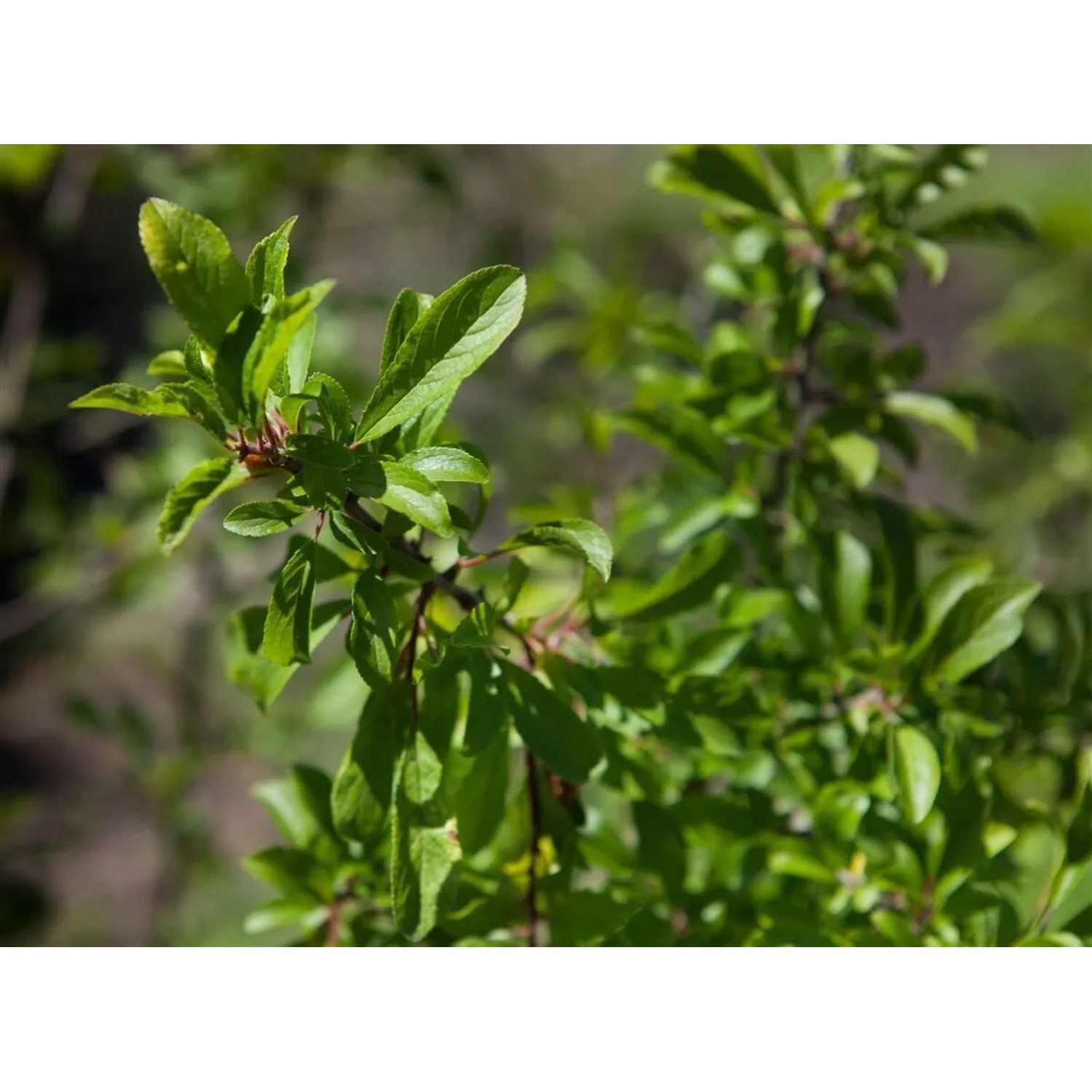 Prunus spinosa 60-100 cm