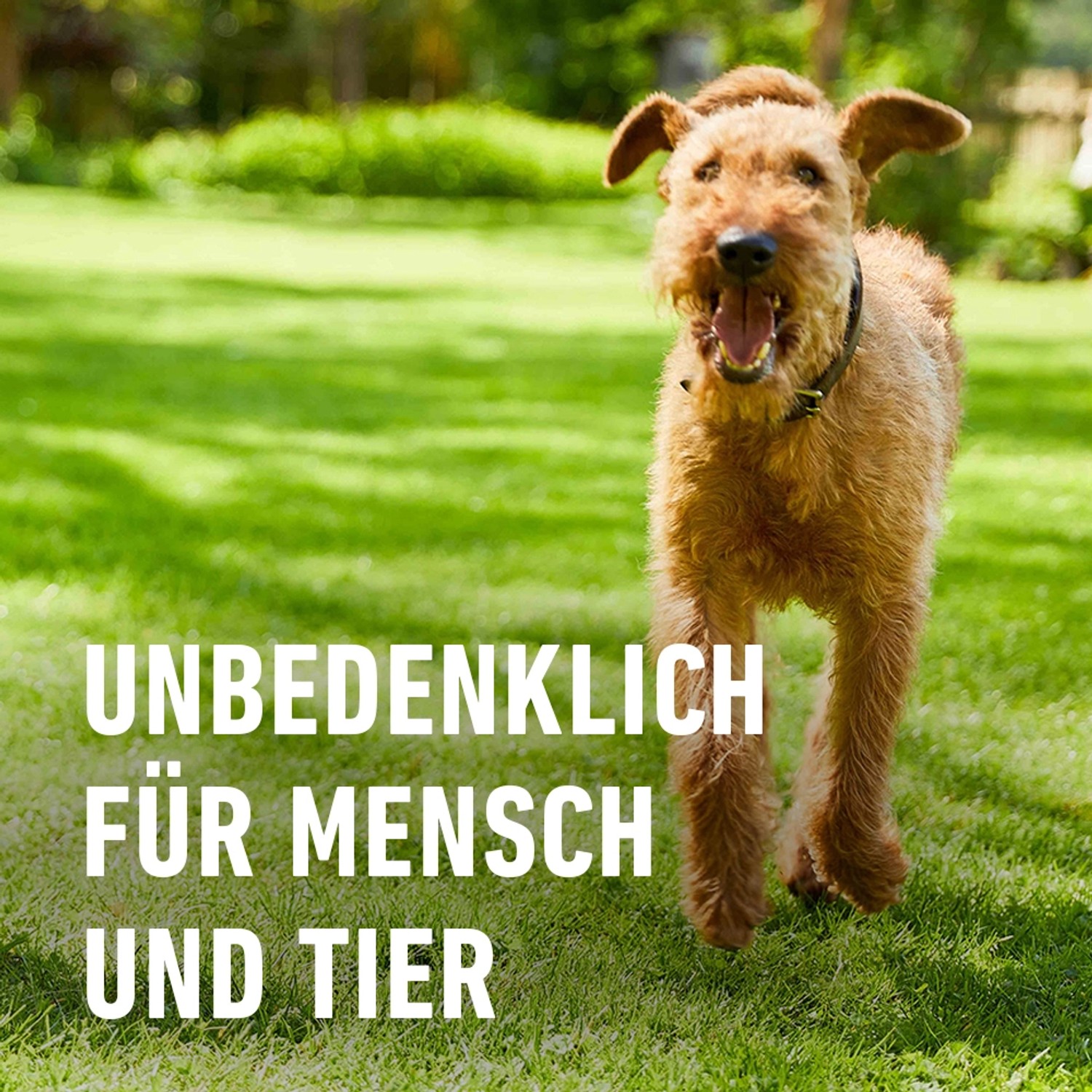 Hund auf Rasenfläche. Compo BIO Rasendünger ist unbedenklich für Mensch und Tier.