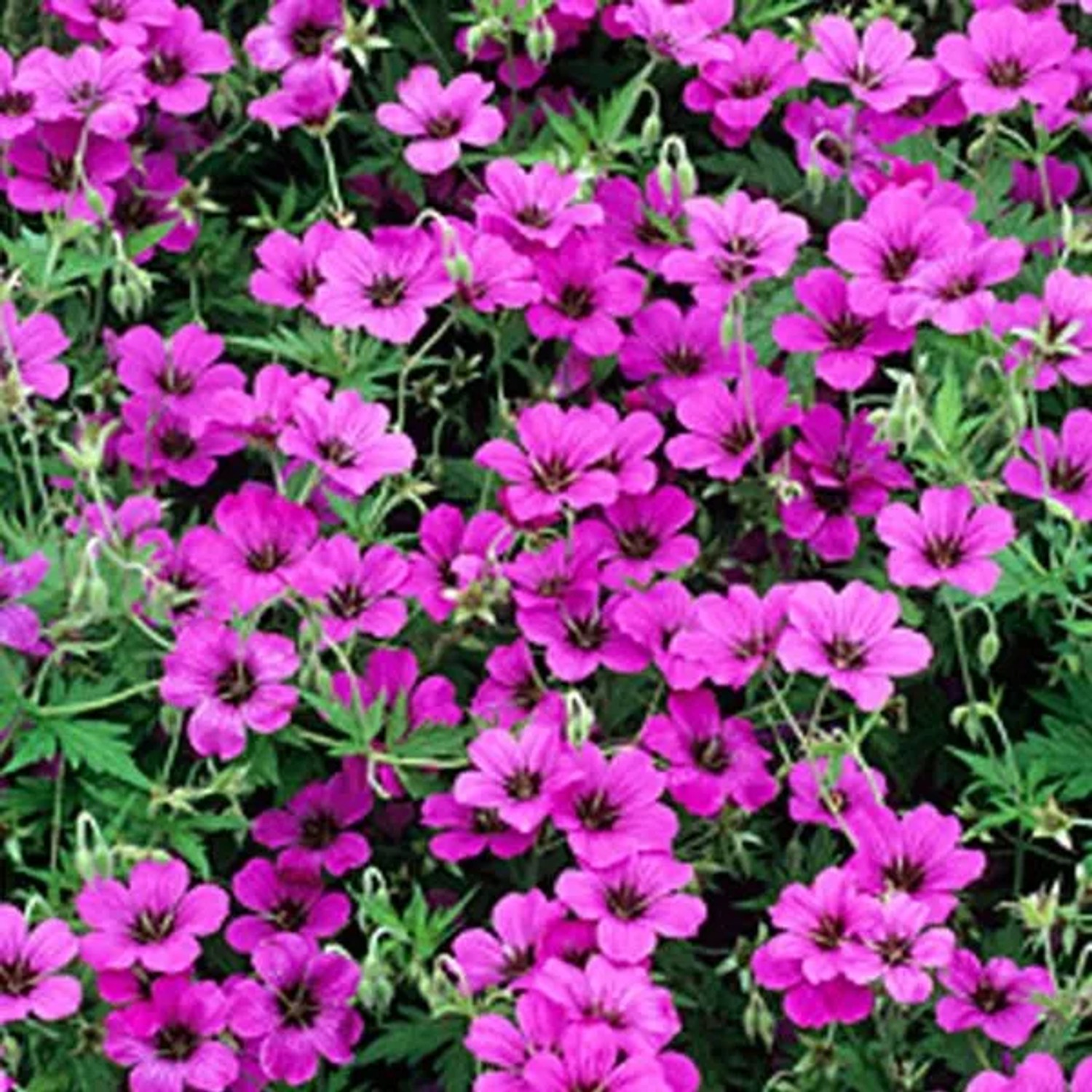6 x Storchschnabel 'Patricia' Geranium Topf 9cm Purpurrosa Blüten