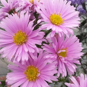 6 x Glattblatt-Aster 'Sarah Ballard' Aster novi-belgii Topf 9cm Herbstblüher