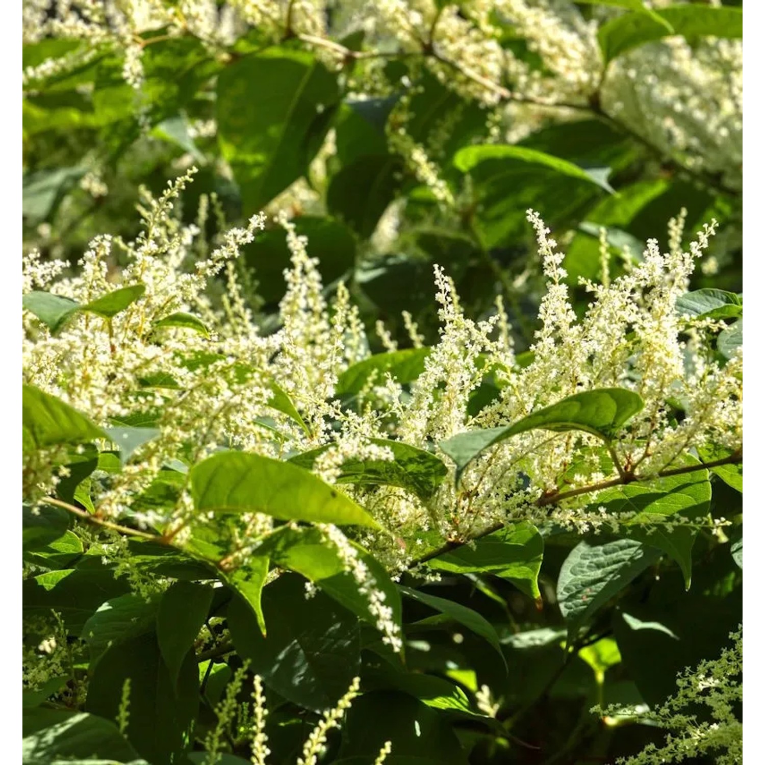 Japanischer Staudenknöterich - Reynoutria japonica