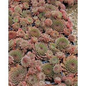 Nahaufnahme von Sempervivum Marmoreum Rubin Hauswurz, rosettenförmige Struktur, rubinrote Blätter. Stauden für Steingärten.