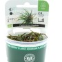 Dennerle Cryptocoryne crispatula Aquariumpflanze im Topf, geeignet für Cichliden Aquarien.