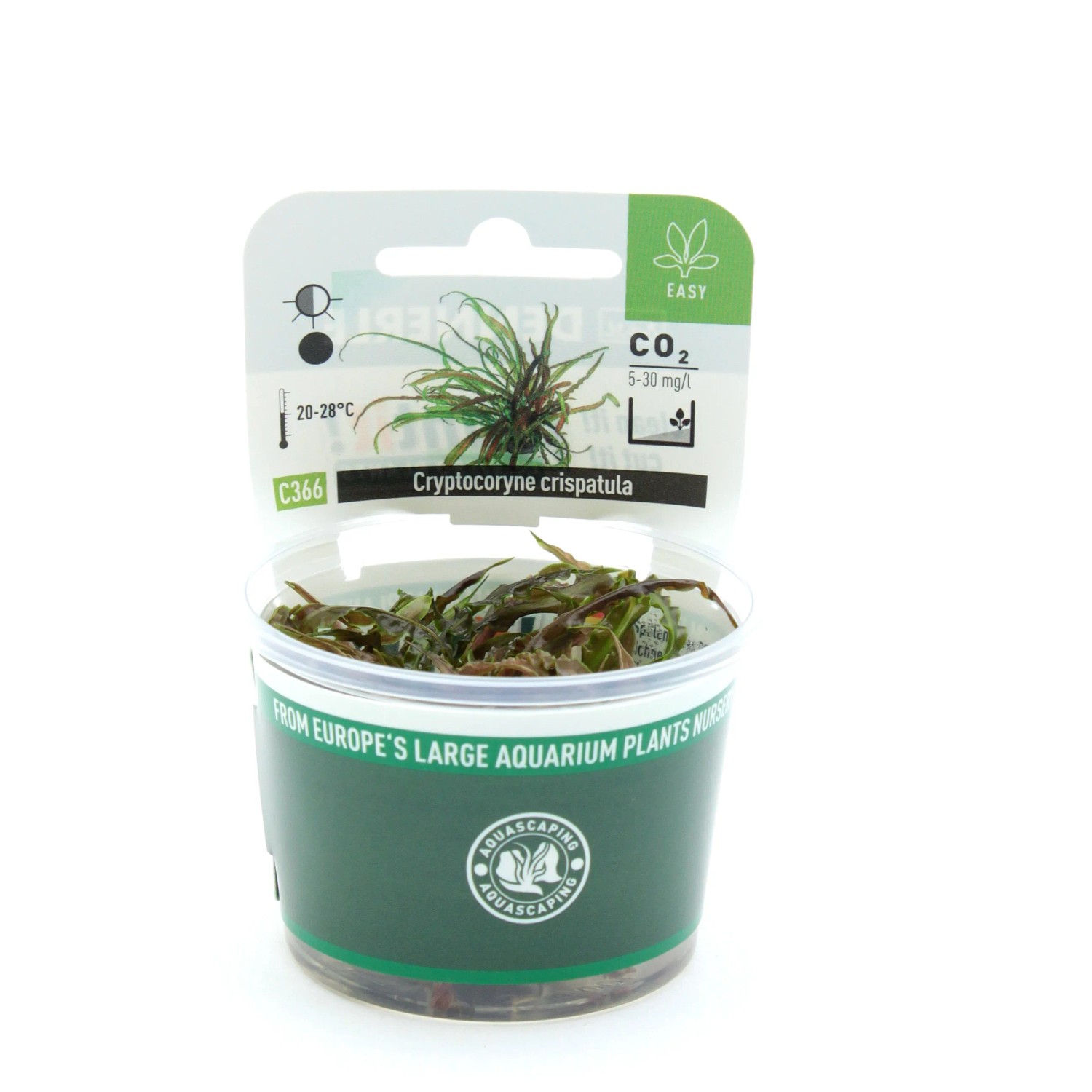 Dennerle Cryptocoryne crispatula Aquariumpflanze im Topf, geeignet für Cichliden Aquarien.