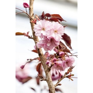 Nahaufnahme der dunkelrosa Blüten der Zierkirsche Royal Burgundy am Baum.