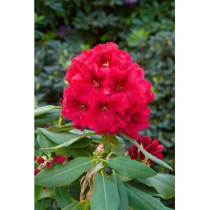 Leuchtend roter Rhododendron Hybr. Rabatz -R- Inkarho mit grünen Blättern.