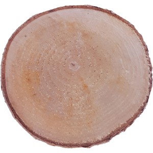 Deko Birkenscheibe, Ø 6-12 cm, ca. 2 cm dick. Ideal zum Basteln und Dekorieren.
