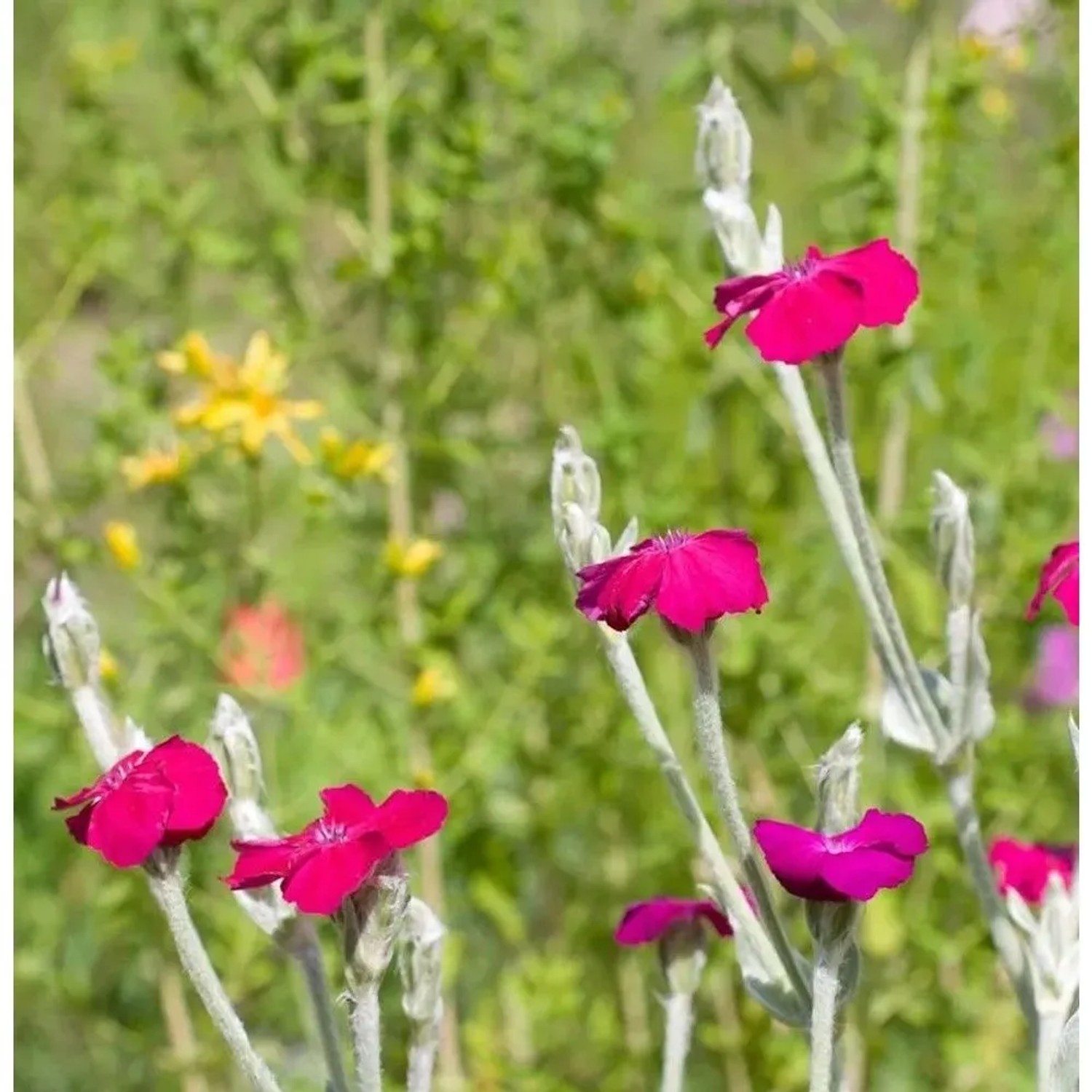 Kranz Lichnelke Atrosanguinea - Lychnis coronaria