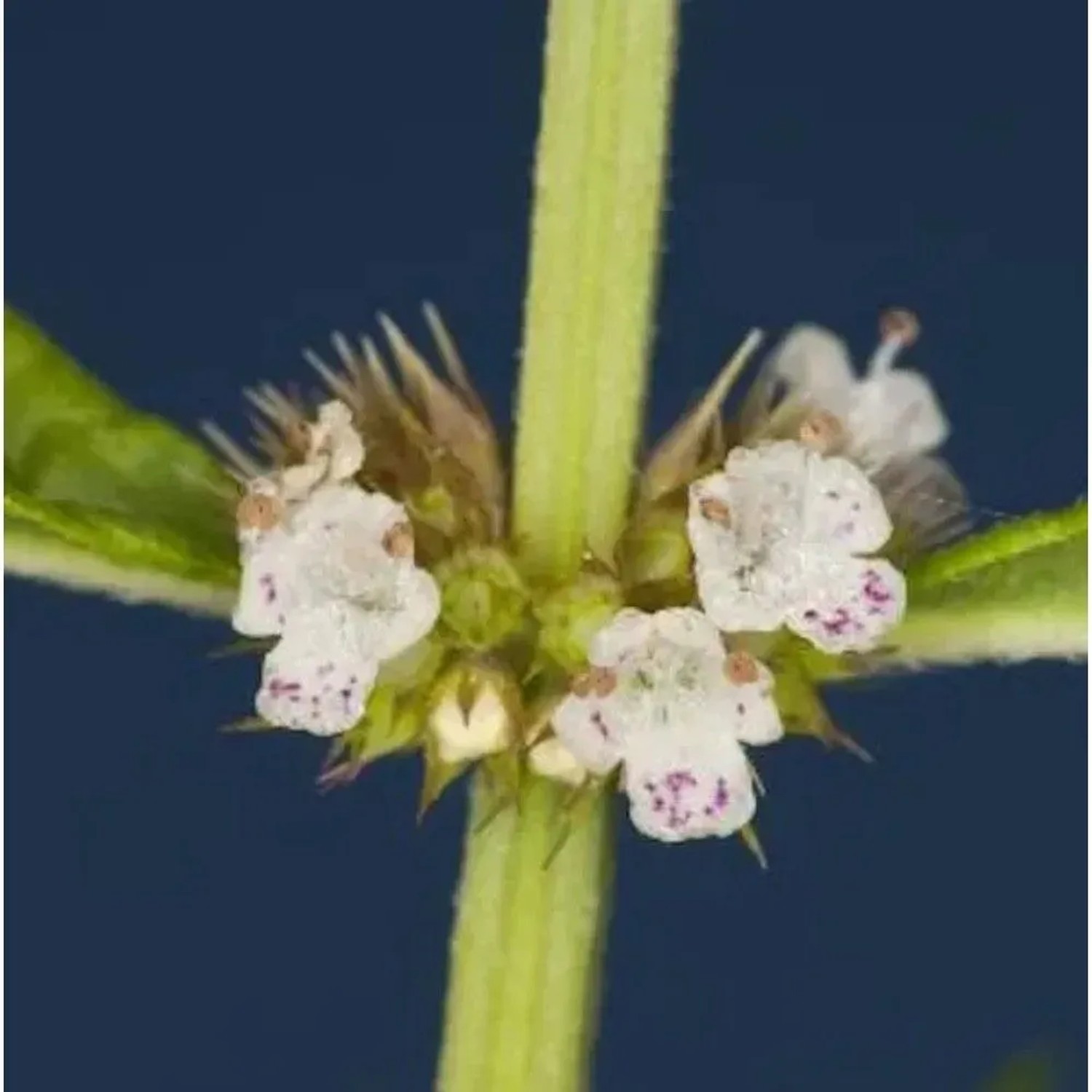 Uferwolfstrapp - Lycopus europaeus