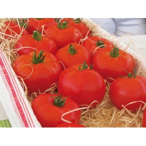 Frische, rote Fleischtomaten (Solanum lycopersicum) im Topf, ideal für den Frischverzehr.