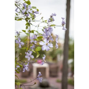 Hellblaue Clematis Viticella 'Prince Charles' Waldrebe mit grünen Blättern.