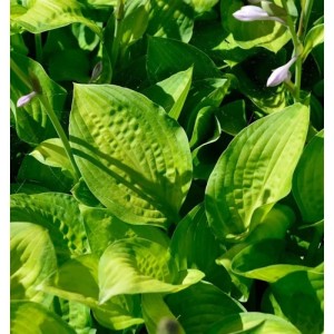 Grünblättrige Funkie 'Midwest Magic' (Hosta sieboldiana) mit hellgrünen Blättern.