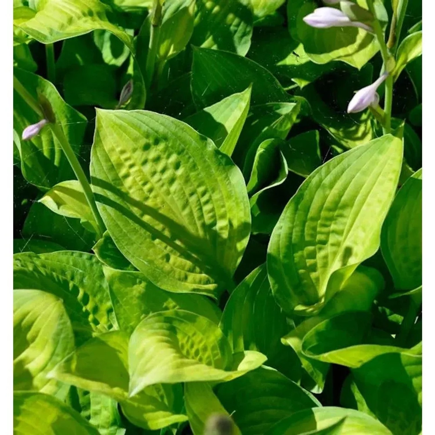 Grünblattfunkie Midwest Magic - Hosta sieboldiana