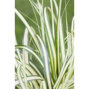 Detailaufnahme des Carex Oshimensis Evergold Ziergrases mit gelb-grünen Blättern.