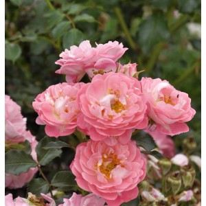 Rosa Hochstamm Charmant, 60-80cm, mit zarten rosa Blüten. Ideal für Garten und Kübel.