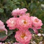 Rosa Hochstamm Charmant, 60-80cm, mit zarten rosa Blüten. Ideal für Garten und Kübel.