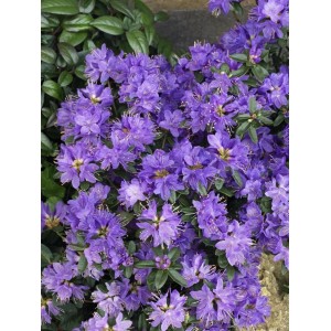 Blühender Zwerg-Rhododendron Blue Wonder mit leuchtend blauen Blüten.