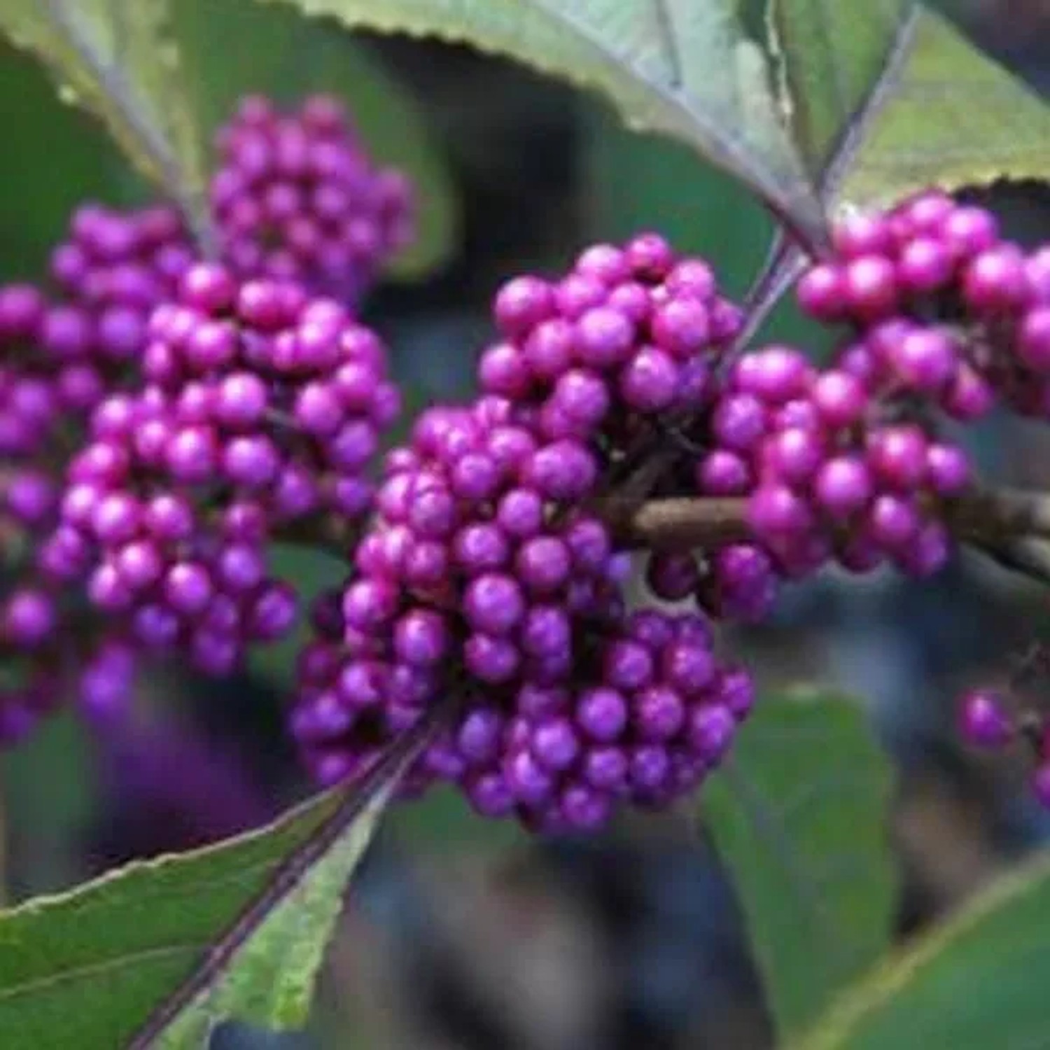 arborix Schönfrucht 'Profusion' Callicarpa Bodinieri 40 Bis 60 Cm Im Container Violette Beeren