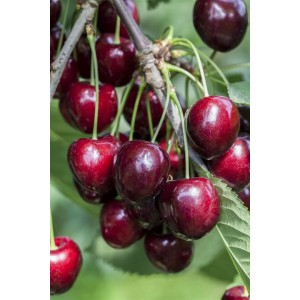 Süßkirsche Kordia am Baum: Reife, dunkelrote Kirschen der Sorte Prunus Avium Kordia.