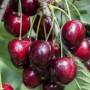 Süßkirsche Kordia am Baum: Reife, dunkelrote Kirschen der Sorte Prunus Avium Kordia.
