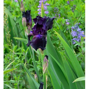 Dunkelviolette Schwertlilie 'Sultry Mood' (Iris barbata) im Gartenbeet.