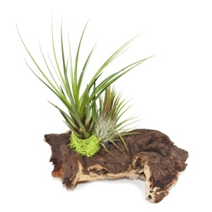 Exotenherz Tillandsien Arrangement auf Mopaniwurzel (L, 2 Pflanzen). Dekorative Zimmerpflanze.