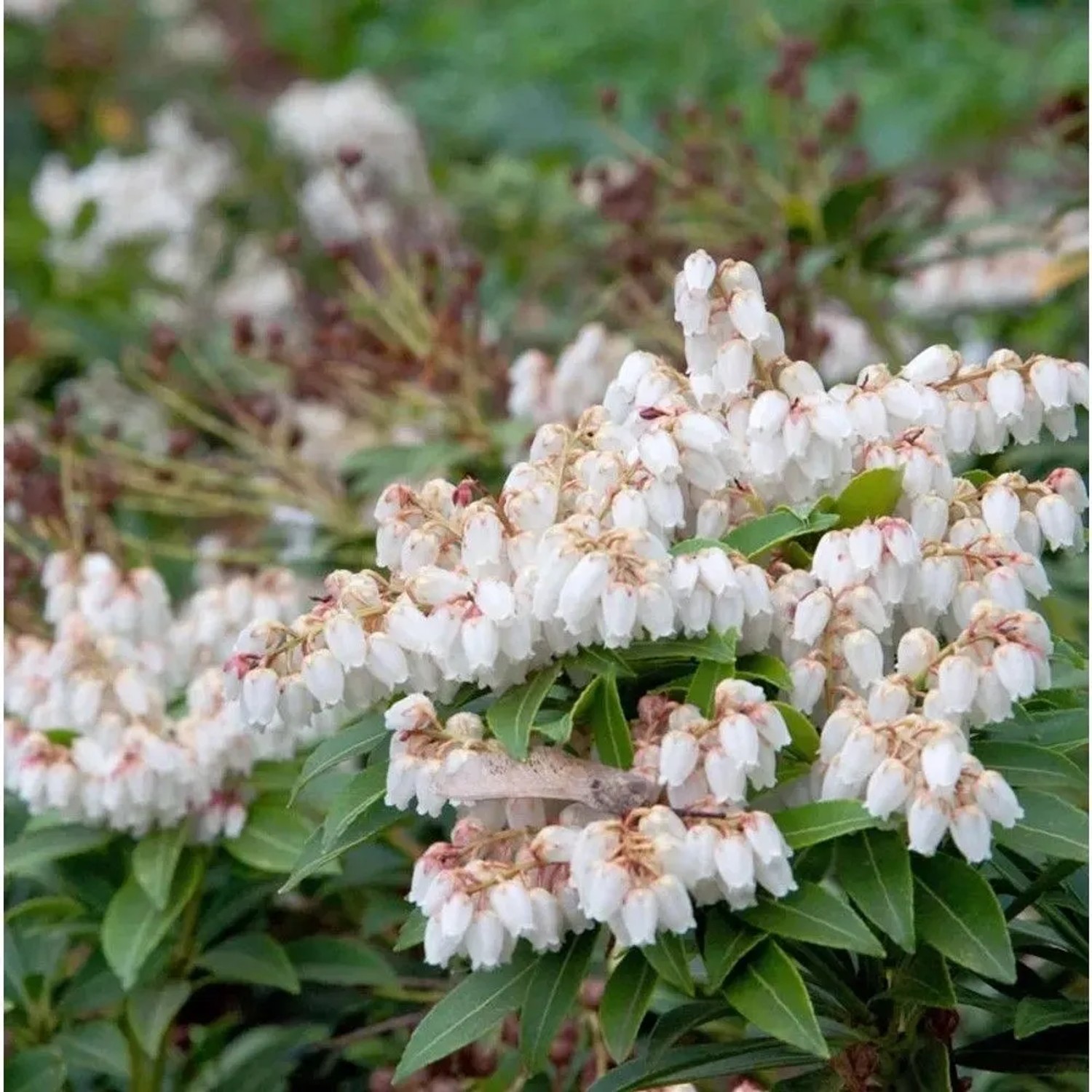 Detailaufnahme der weißen Blüten der Lavendelheide (Pieris japonica).