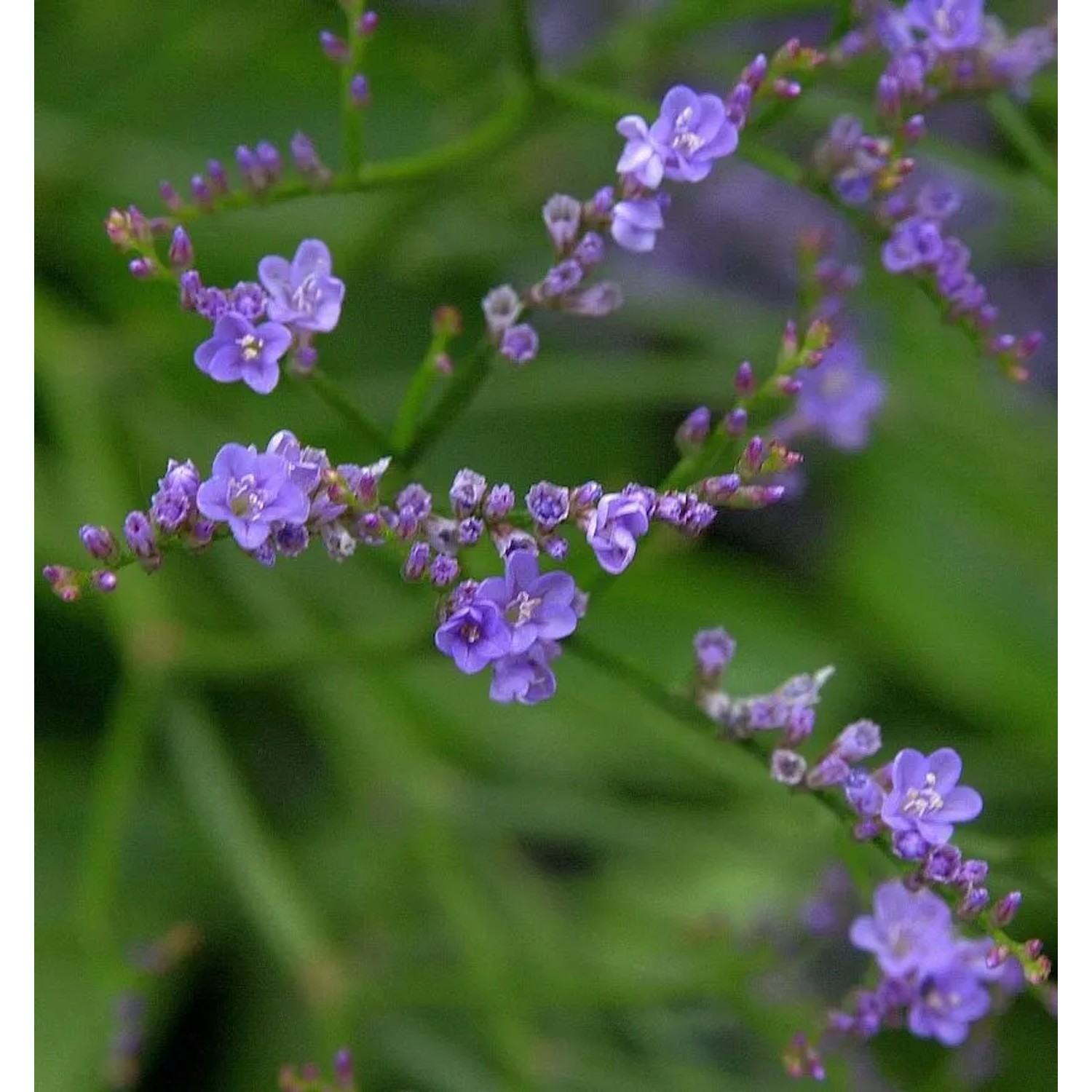 Meerlavendel Blauer Diamant - Limonium,atifolium