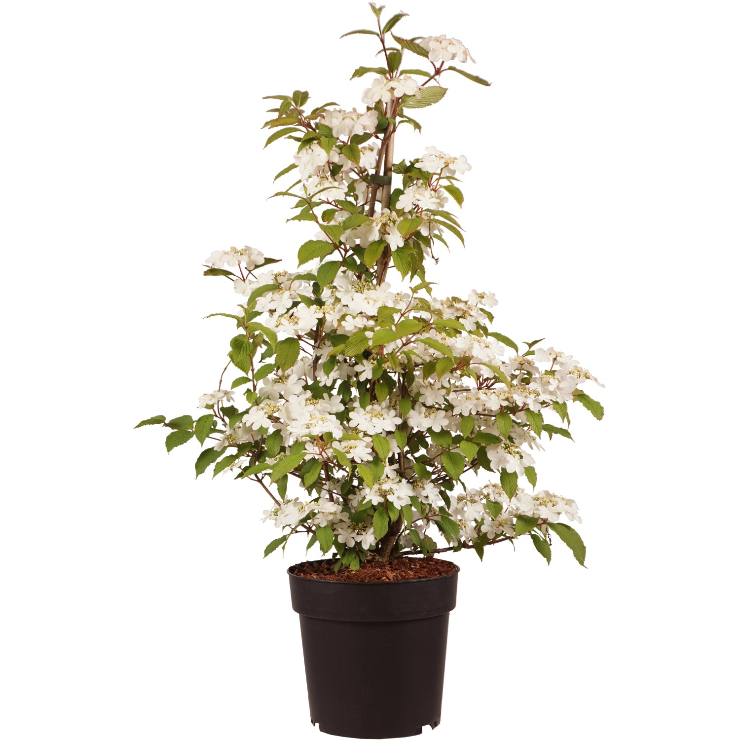 Etagen-Schneeball "Kilimandjaro Sunrise" Höhe ca. 30 cm Topf ca. 6 l Viburnum
