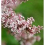 Zarte rosa-lila Blüten des Herbst Flieders (Syringa microphylla) am Strauch vor grünem Hintergrund.
