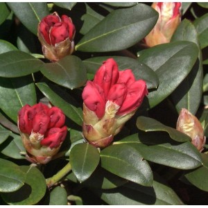 Nahaufnahme von roten Blütenknospen und grünen Blättern des Rhododendron Lampion.