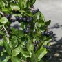 Aronia Melanocarpa Viking: Schwarze Apfelbeere mit reifen, dunklen Beeren und grünen Blättern.