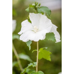 Nahaufnahme: Weißer Gartenhibiskus 'Diana' mit grünen Blättern am Stamm.