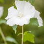 Nahaufnahme: Weißer Gartenhibiskus 'Diana' mit grünen Blättern am Stamm.