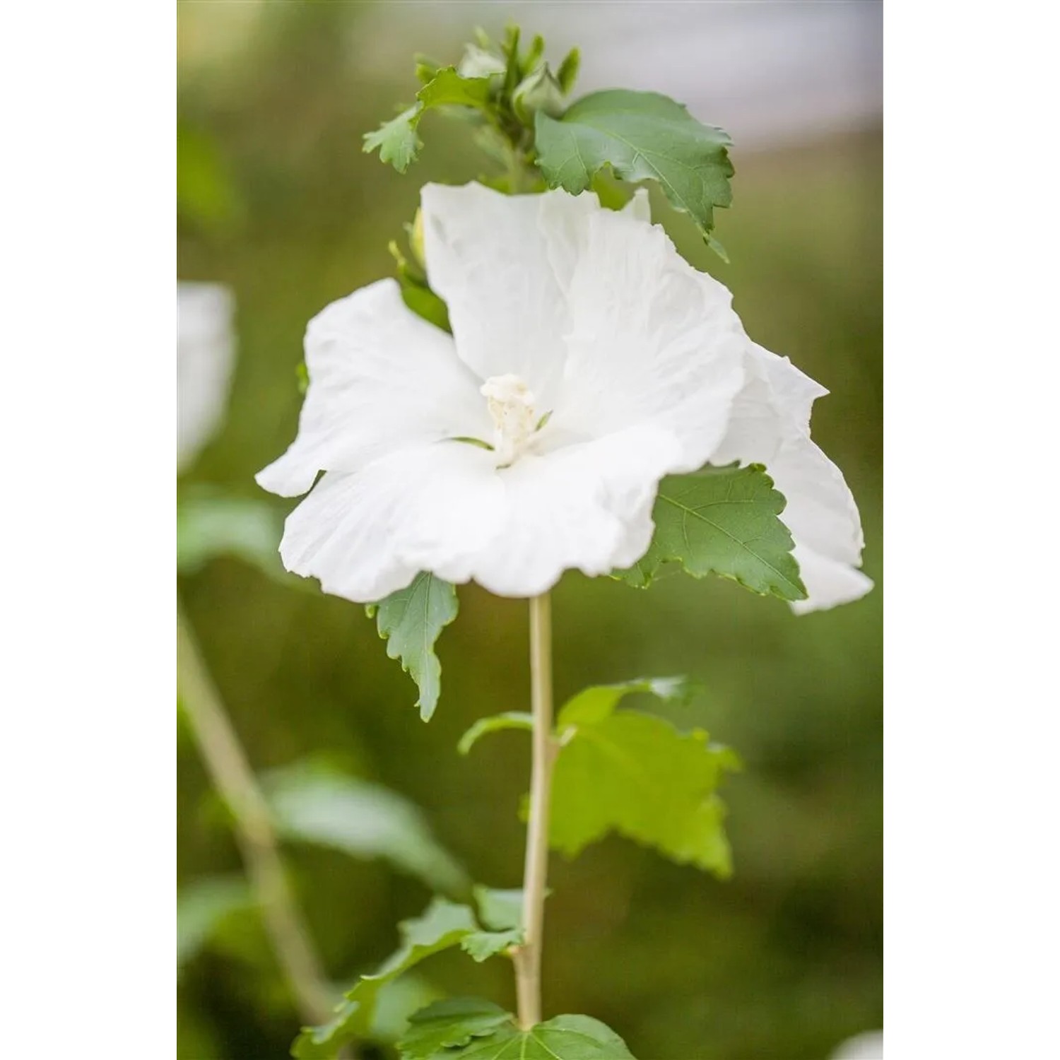 Nahaufnahme: Weißer Gartenhibiskus 'Diana' mit grünen Blättern am Stamm.
