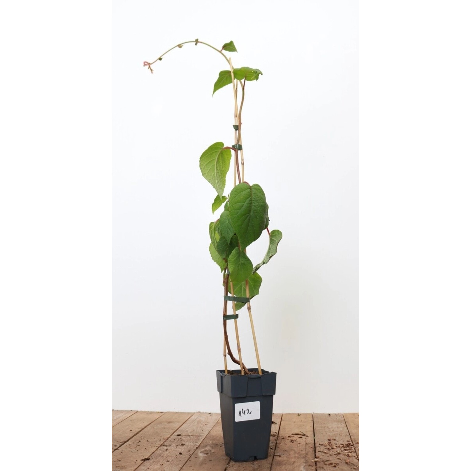 Actinidia Chinensis Male Kiwi 40–60 cm günstig online kaufen