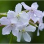 Nahaufnahme des blühenden, weißen Seifenkrauts (Saponaria officinalis 'Alba').