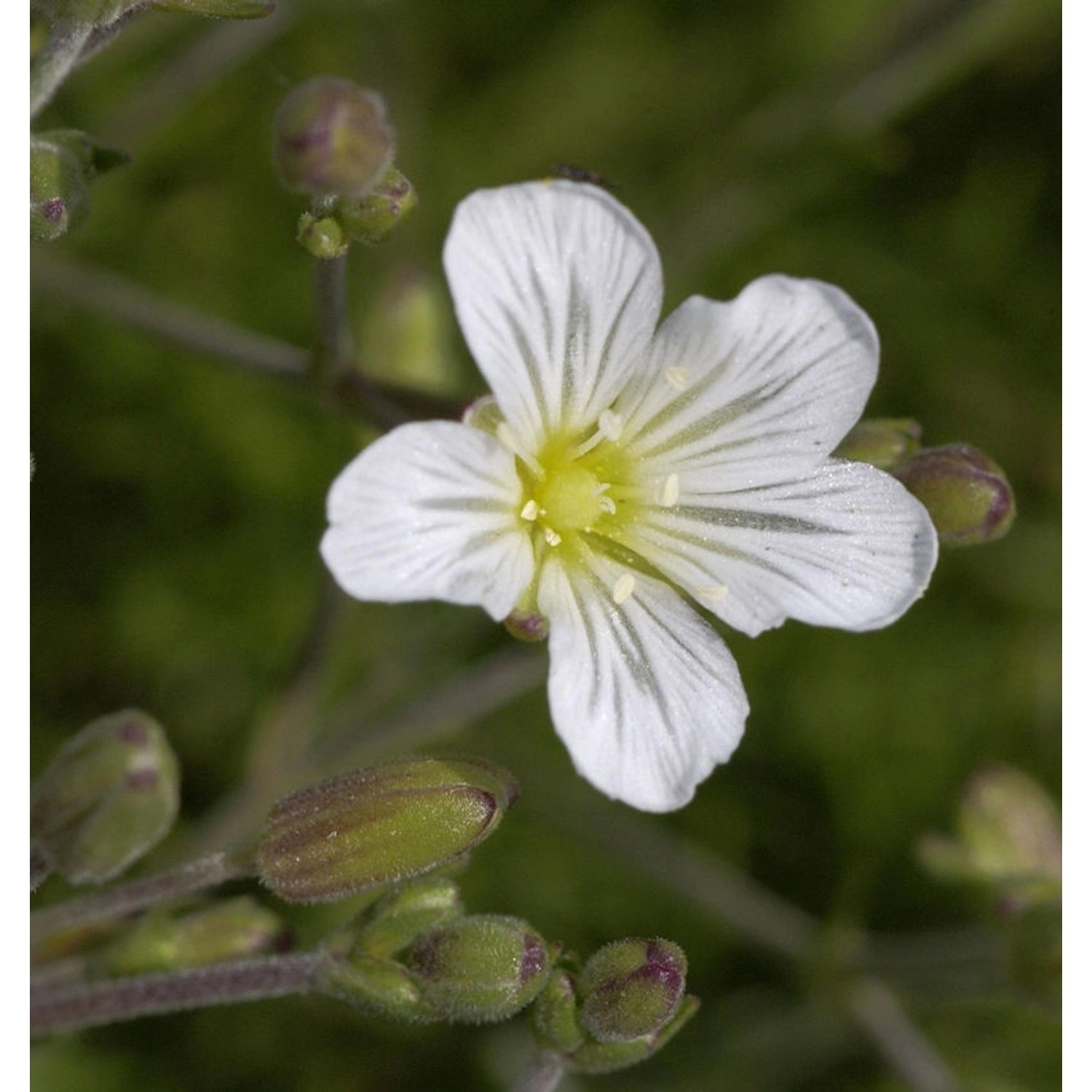 Felsen Miere - Minuartia laricifolia günstig online kaufen