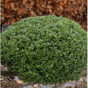 Kugelförmige, grüne Japanische Stechpalme (Ilex crenata) Buxbol, 25-30cm im Durchmesser.