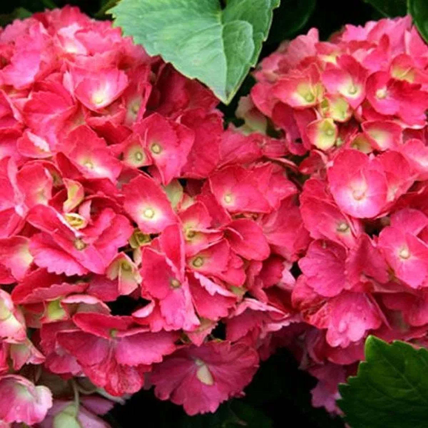 arborix Hortensie 'Hamburg' Hydrangea Macrophylla 25 Bis 30 Cm Im Container Kugelige Blüten
