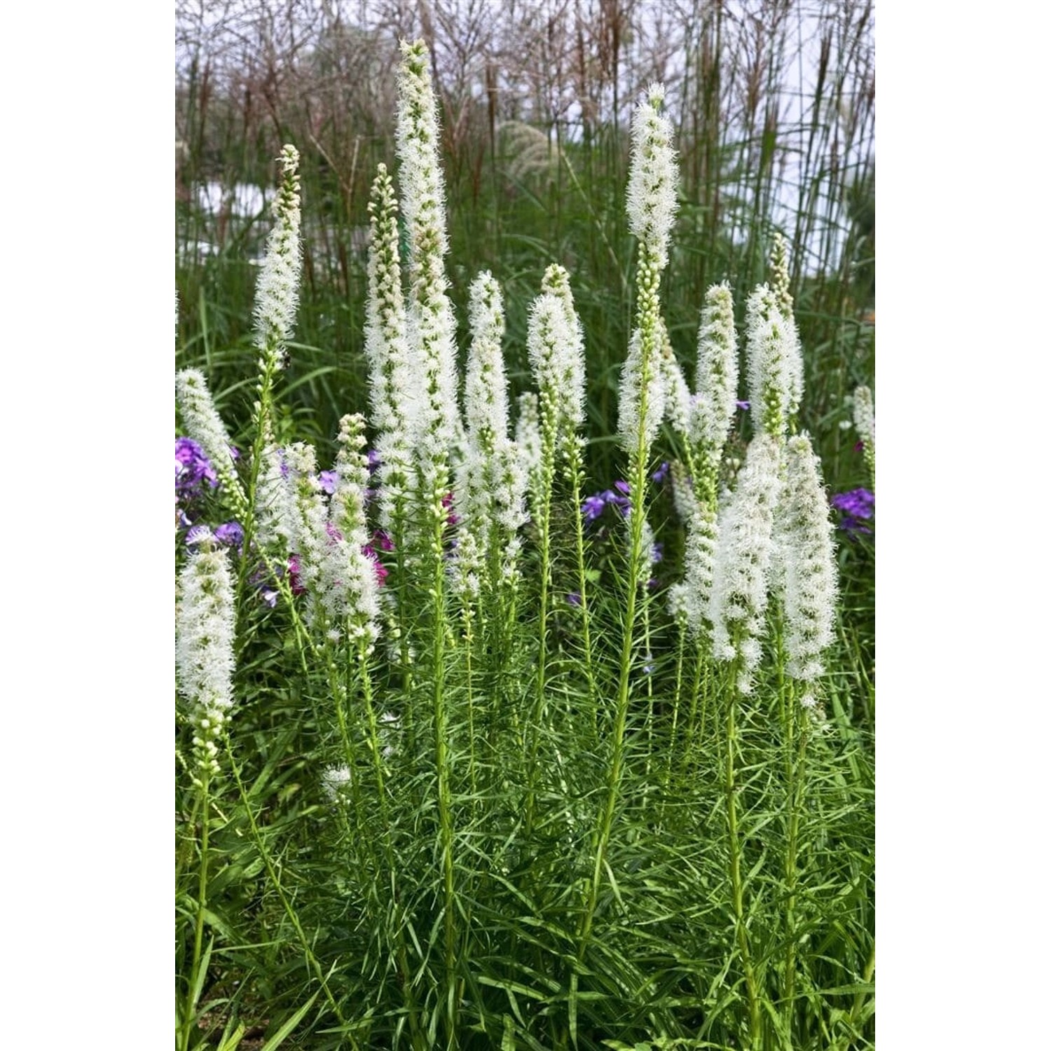 Liatris Spicata Floristan Weiß Prachtscharte Ca. 9x9 cm Topf günstig online kaufen