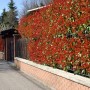 Glanzmispel Red Robin als Hecke: Immergrüne Photinia mit leuchtend roten Blättern im Garten.