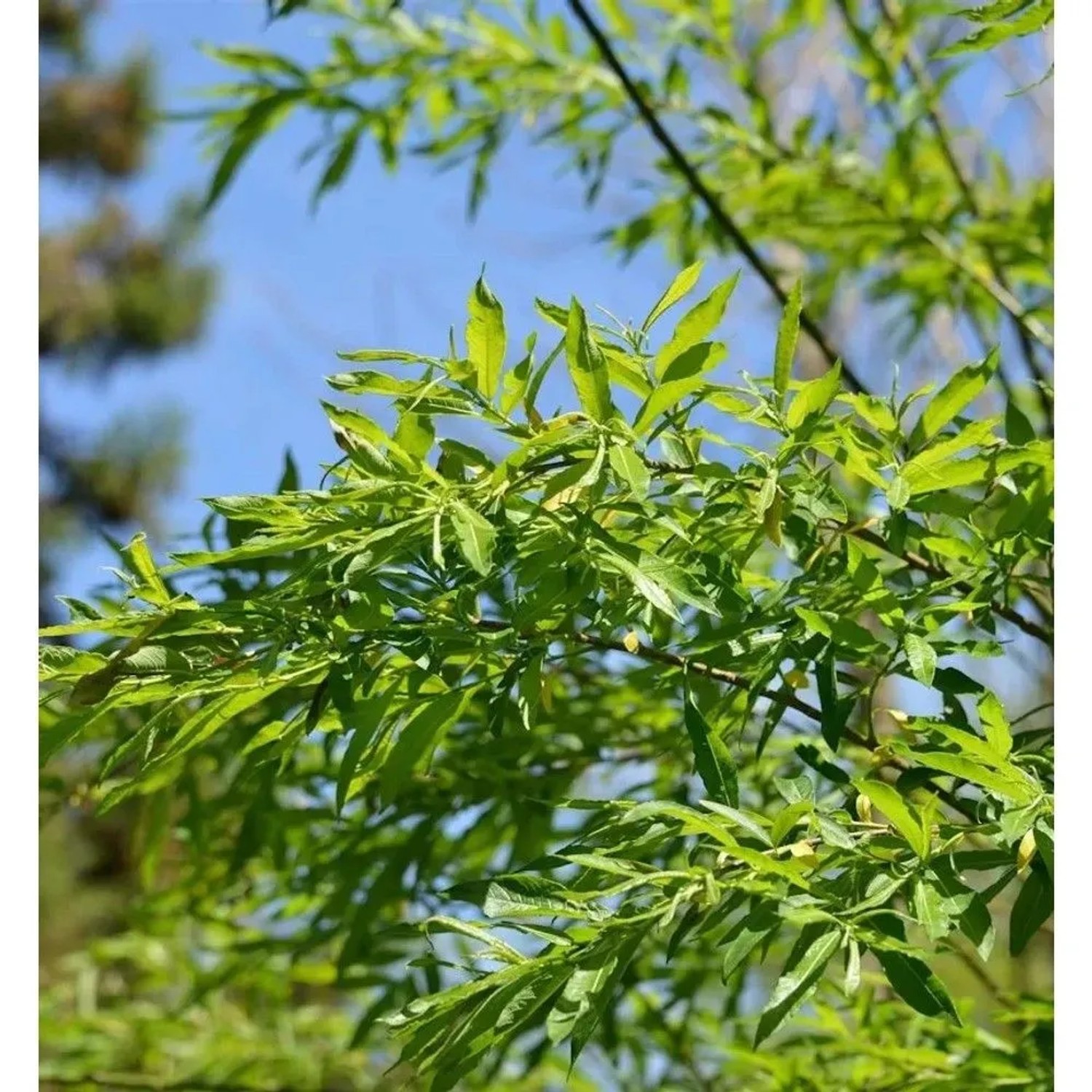 Hochstamm Japanische Drachenweide Golden Sunshine 60-80cm - Salix udensis