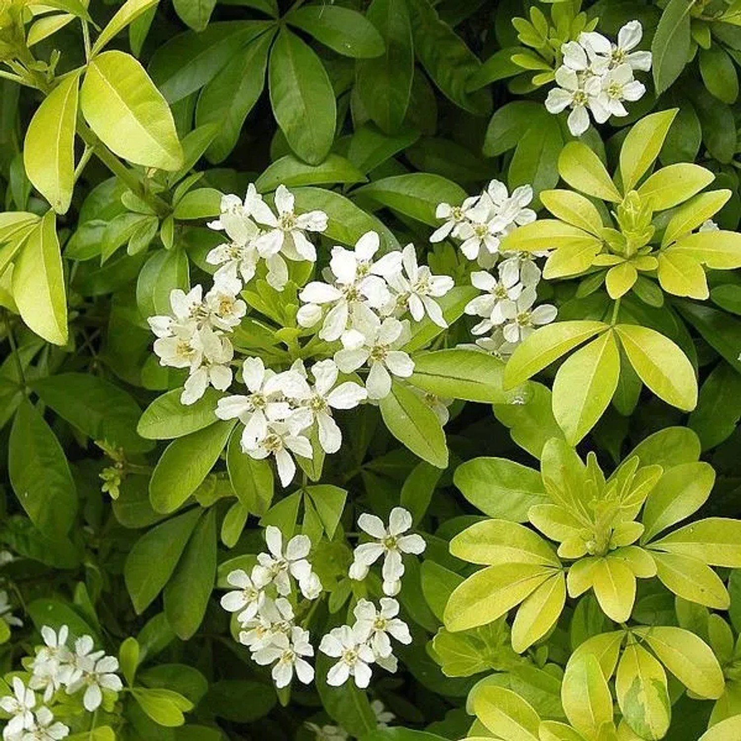 arborix Orangenblume Choisya Ternata 25 Bis 30 Cm Im Container Trockenheitsverträglich