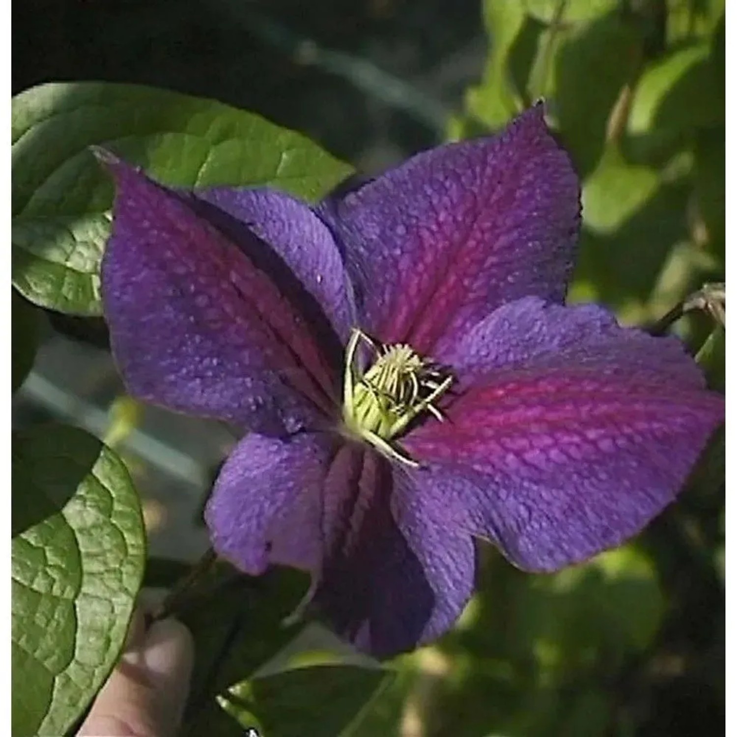 Waldrebe Star of India 40-60cm - Clematis