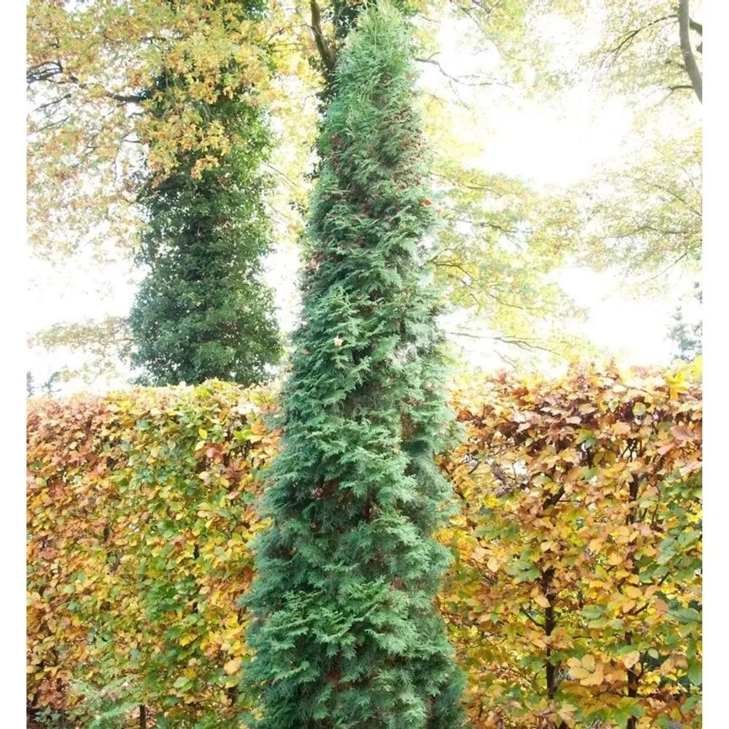 Säulen Lebensbaum 100-125cm - Thuja occidentalis