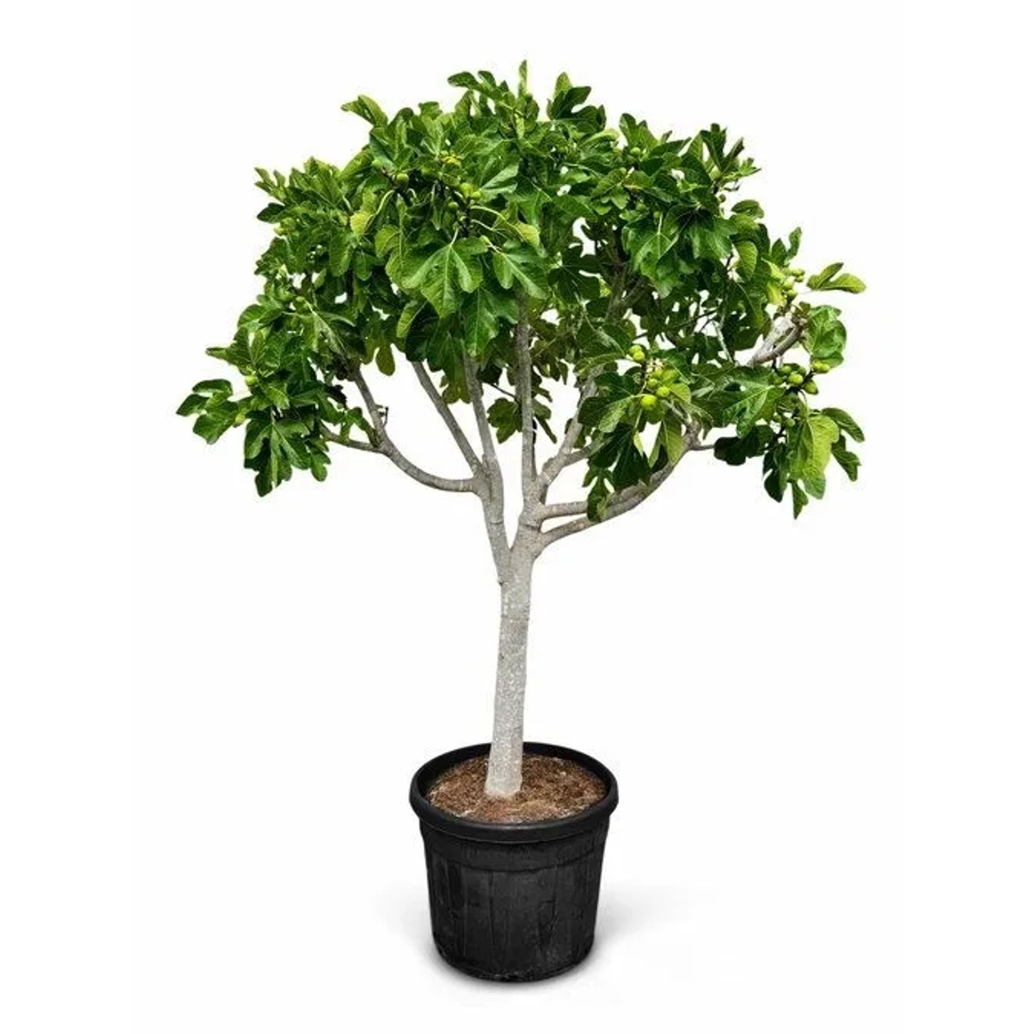 Sunny-Tree Feigenbaum 40 Jahre Alt Ficus Carcia Obstbäume sort Brown Turkey Winterhart 180 cm Inklusive Topf