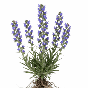 Natternkopf (Echium vulgare) mit leuchtend blauen Blüten und sichtbaren Wurzeln. Mehrjährige Wildpflanze für Garten und Beet.