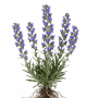 Natternkopf (Echium vulgare) mit leuchtend blauen Blüten und sichtbaren Wurzeln. Mehrjährige Wildpflanze für Garten und Beet.