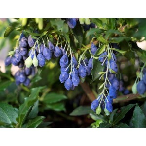 Heidelbeere Lucky Berry® mit reifen, blauen Beeren und grünen Blättern im Topf.